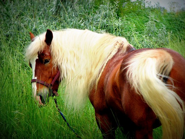 Породы лошадей в Борзя | ЗооТом портал о животных