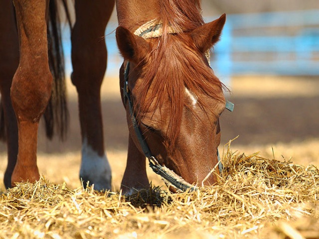 Содержание лошадей в Борзя | ЗооТом портал о животных