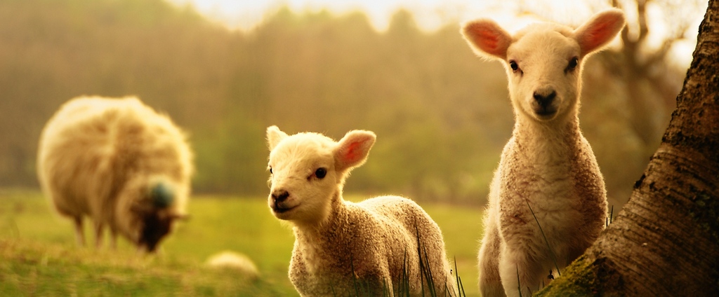 Объявления о сельскохозяйственных животных | ЗооТом - продажа, вязка и услуги для животных в Борзя