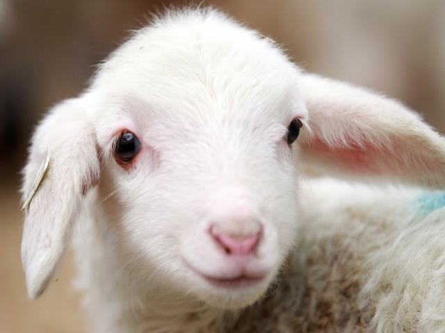 Овцы и бараны в Борзя | ЗооТом портал о животных