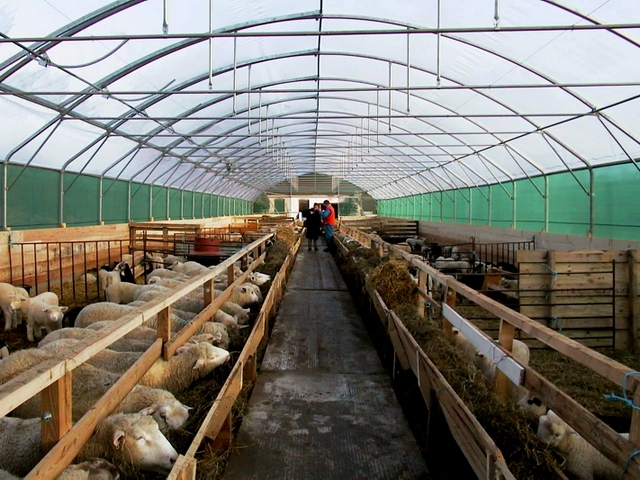 Содержание овец и уход за ними в Борзя | ЗооТом портал о животных