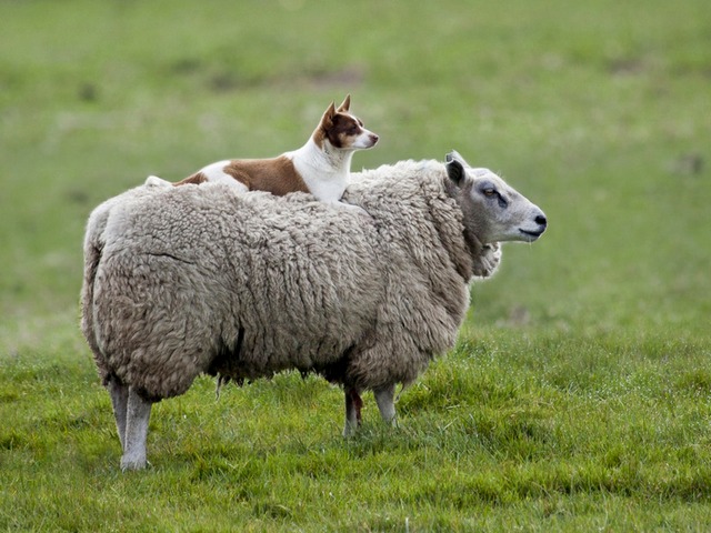 Все об овцах в Борзя | ЗооТом портал о животных