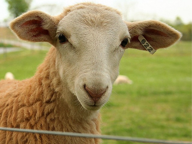 Статьи об овцах в Борзя | ЗооТом портал о животных