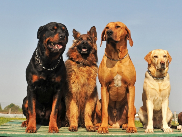 Крупные породы собак в Борзя | ЗооТом портал о животных