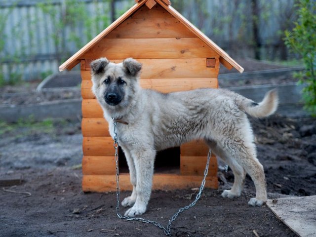 Все о собаках в Борзя