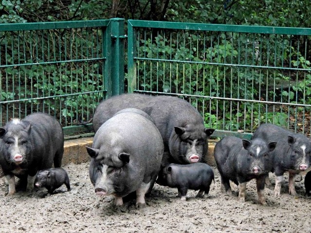 Содержание свиней и уход за ними в Борзя | ЗооТом портал о животных