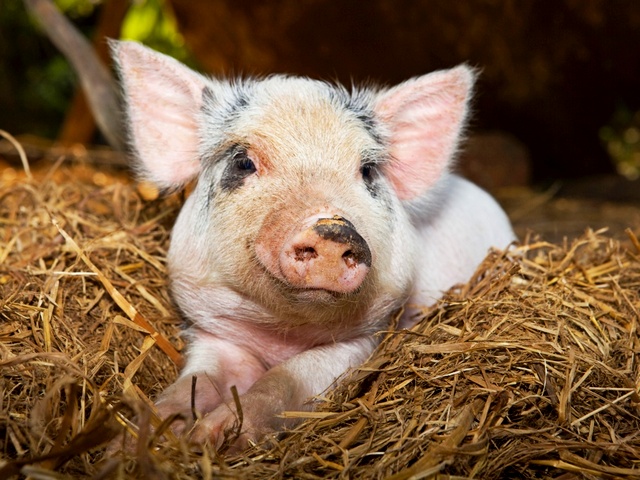 Все о свиньях в Борзя | ЗооТом портал о животных