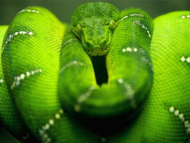Породы змей в Борзя | ЗооТом портал о животных