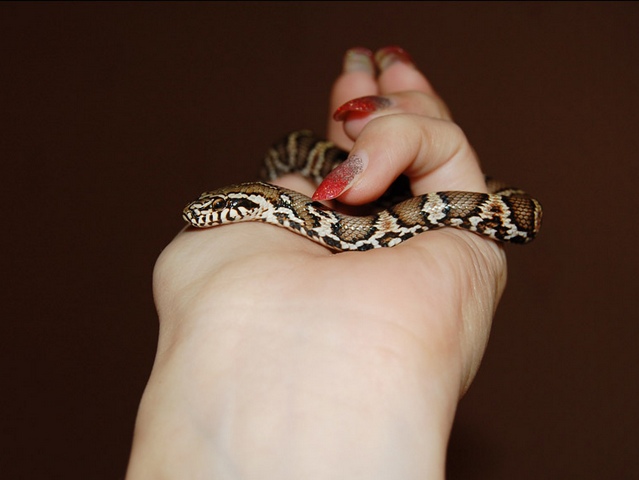 Содержание змей и уход за ними в Борзя | ЗооТом портал о животных