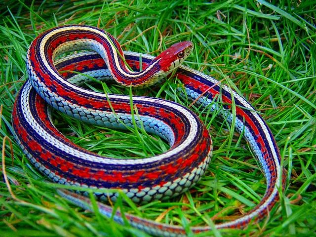 Все о змеях в Борзя | ЗооТом портал о животных